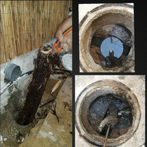 פתיחת סתימה שורשים